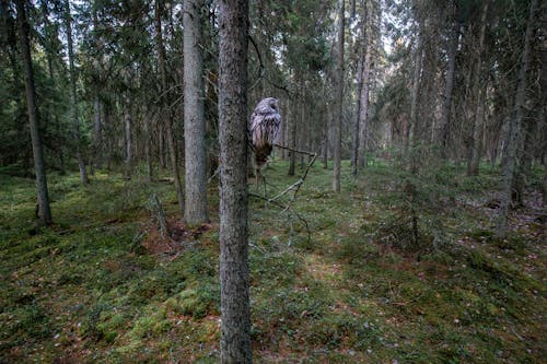 A person is standing in the middle of a forest