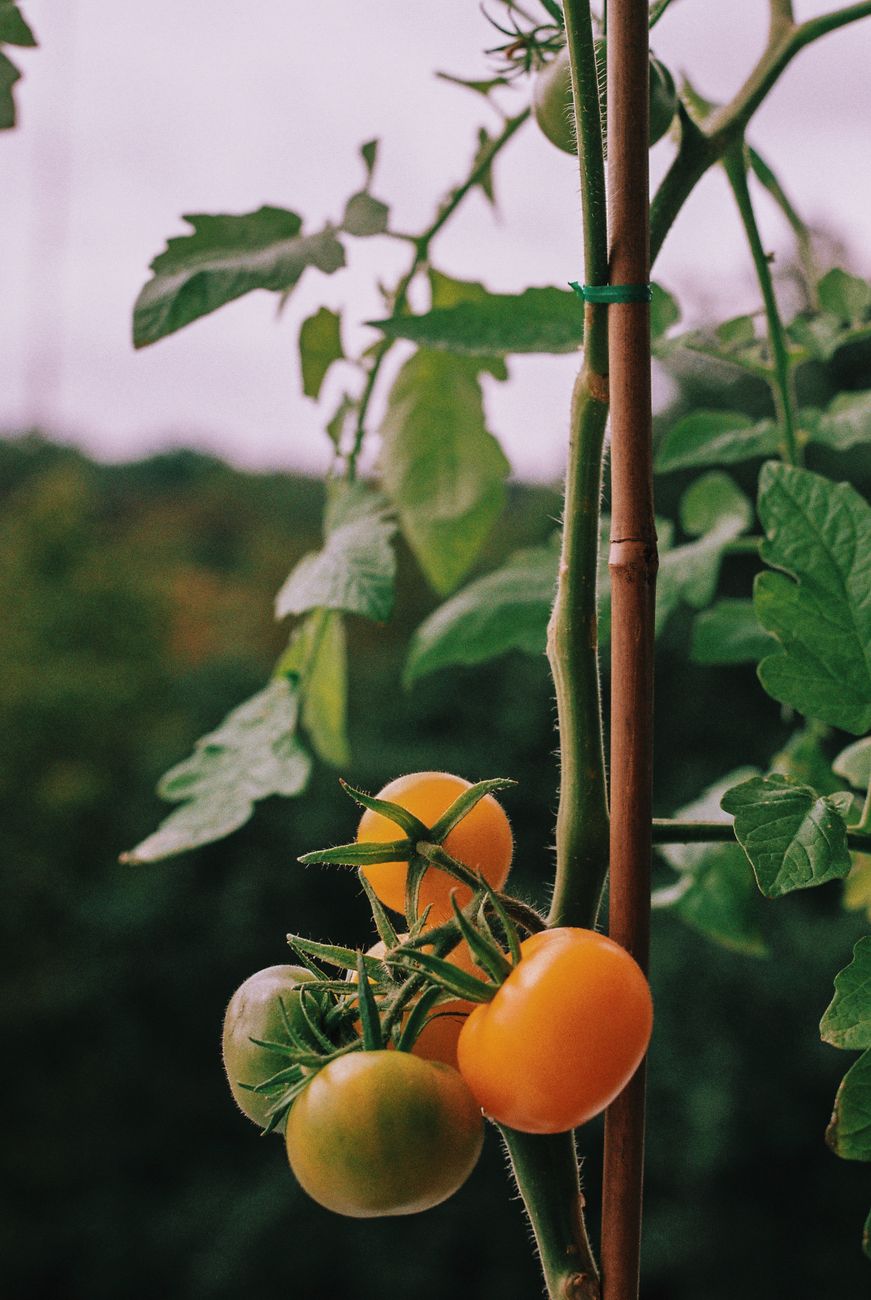 yellowing leaves on a tomato plant indicating overwatering