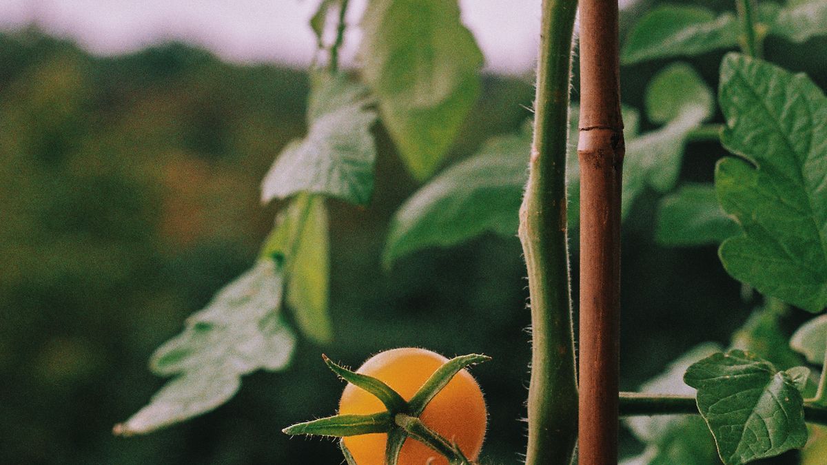 Tomates qui jaunissent feuilles du bas : carences ou maladie - illustration