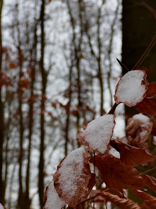 Snow wihe trees 