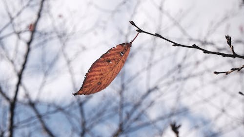 Autumn Leaf on Twig