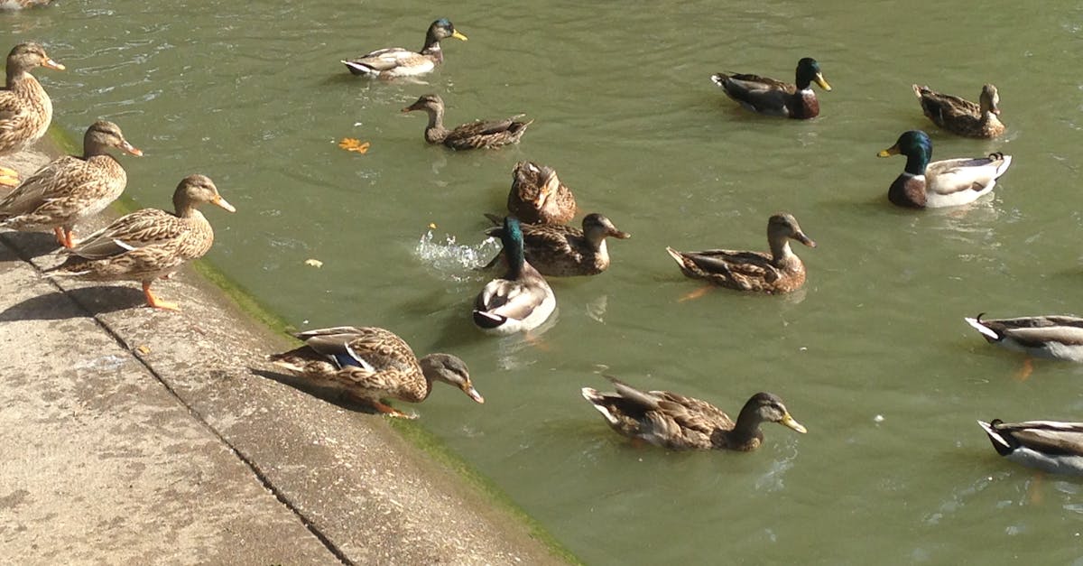 Free stock photo of ducks, Ducks swimming, pond with ducks
