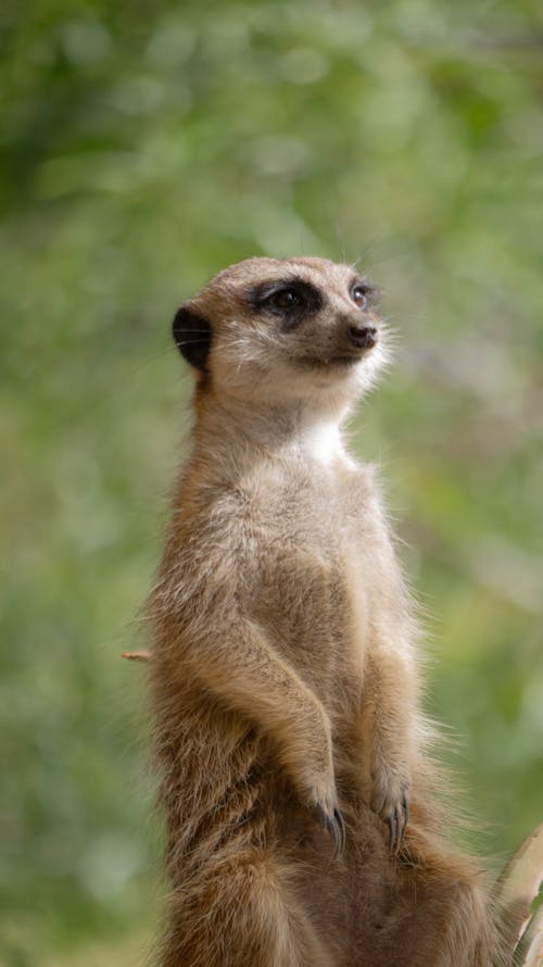 Close-up of a Meerkat on the Background of Green Trees