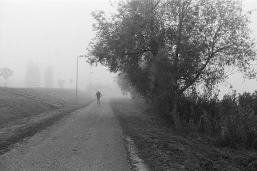 Trees by Pavement on Foggy Day