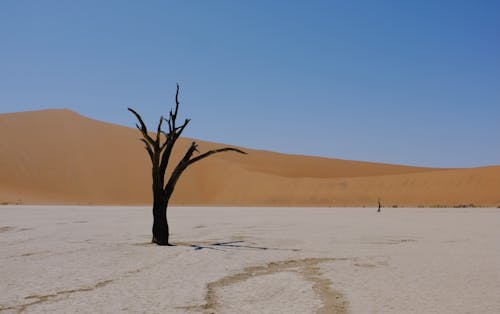 A Dry Tree in the Desert under Blue Sky 