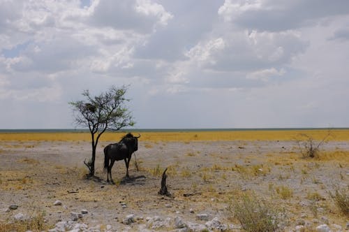A Blue Wildebeest in a Field 