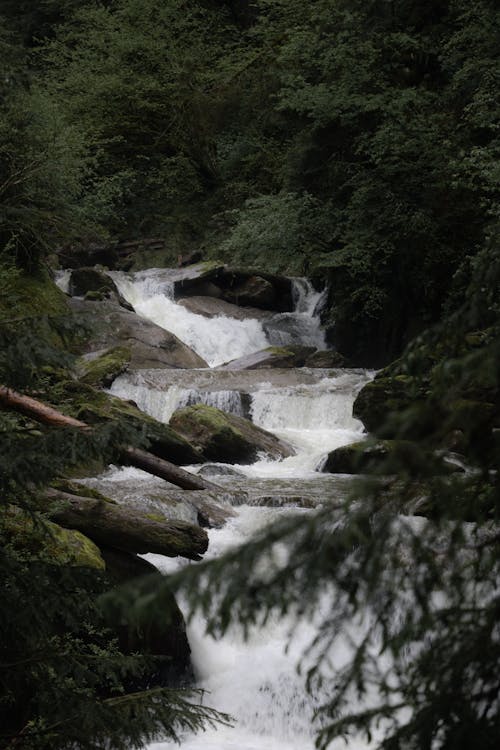 River Waterfall in the Forest