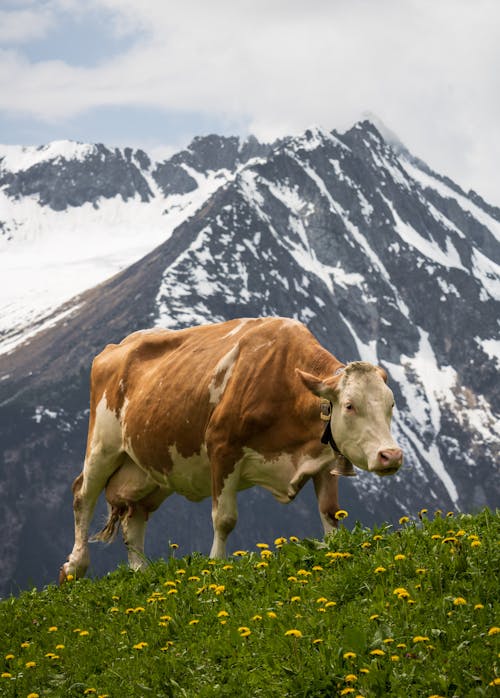 Free A cow standing in a field with mountains in the background Stock Photo
