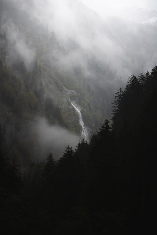 Black and White Photograph of a Forest Valley in the Fog