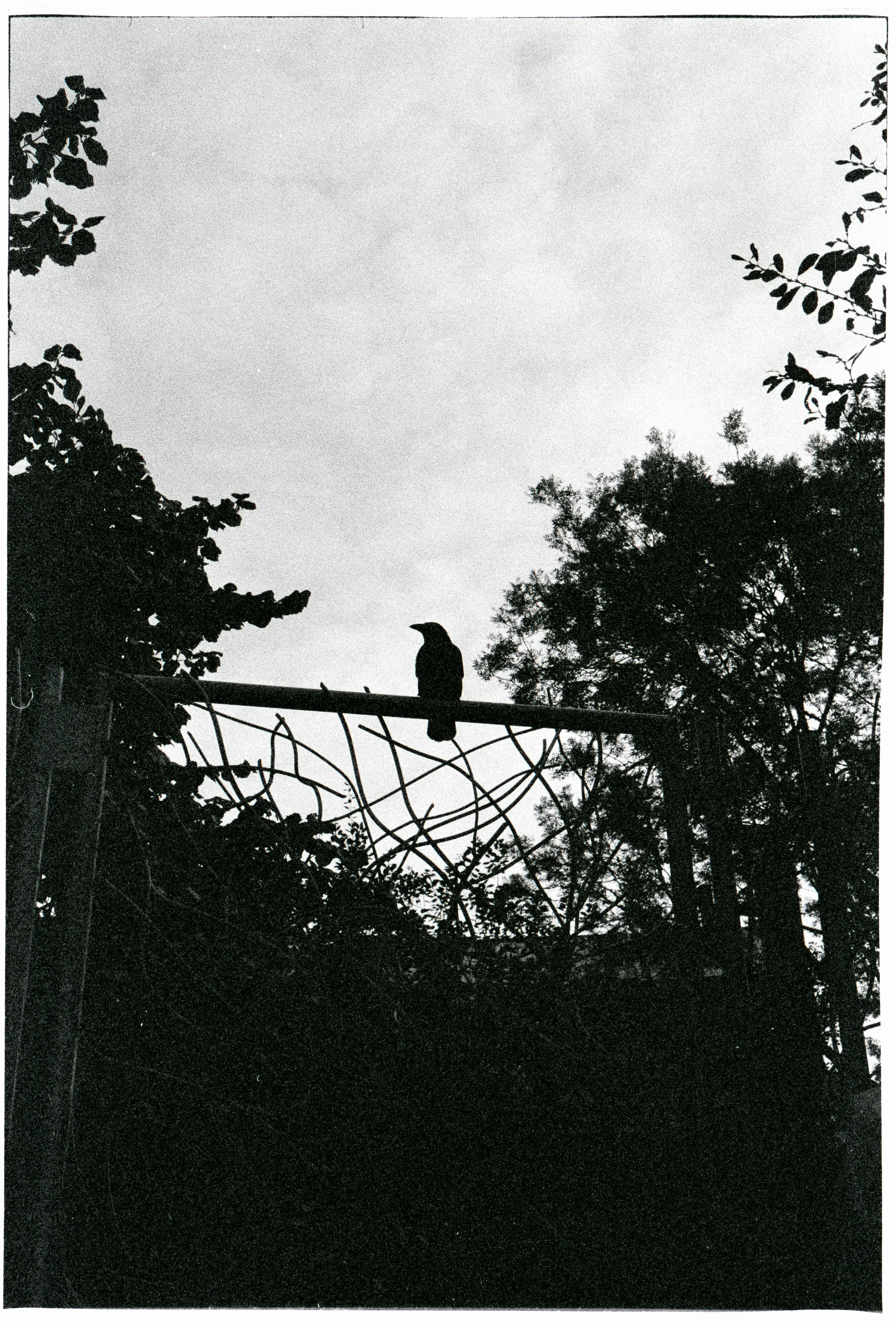 a crow perching on a gate