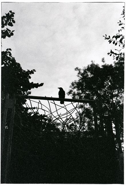 Black and white image of a crow perched on a gate amidst trees, capturing a moody silhouette.