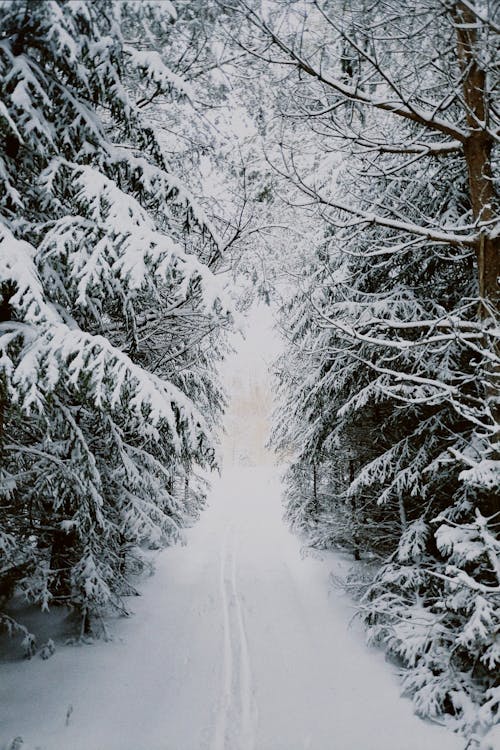 View of a Footpath between Trees Covered in Snow 