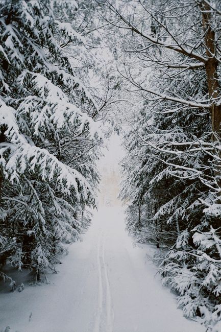 Explore a magical snowy forest pathway lined with frosty trees, perfect for a winter wonderland escape.