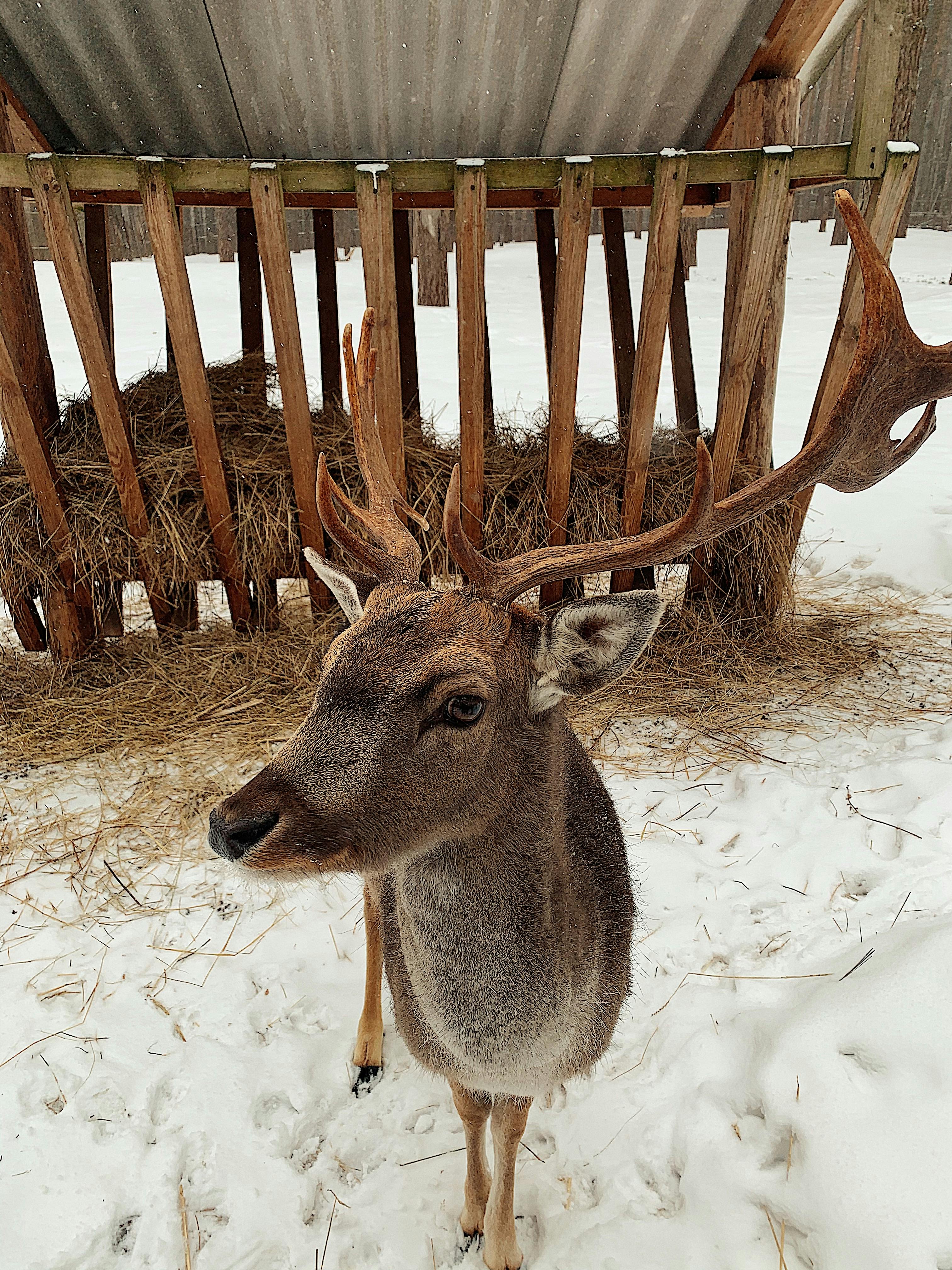 Close-up of a deer in snowy winter setting near a wooden structure.