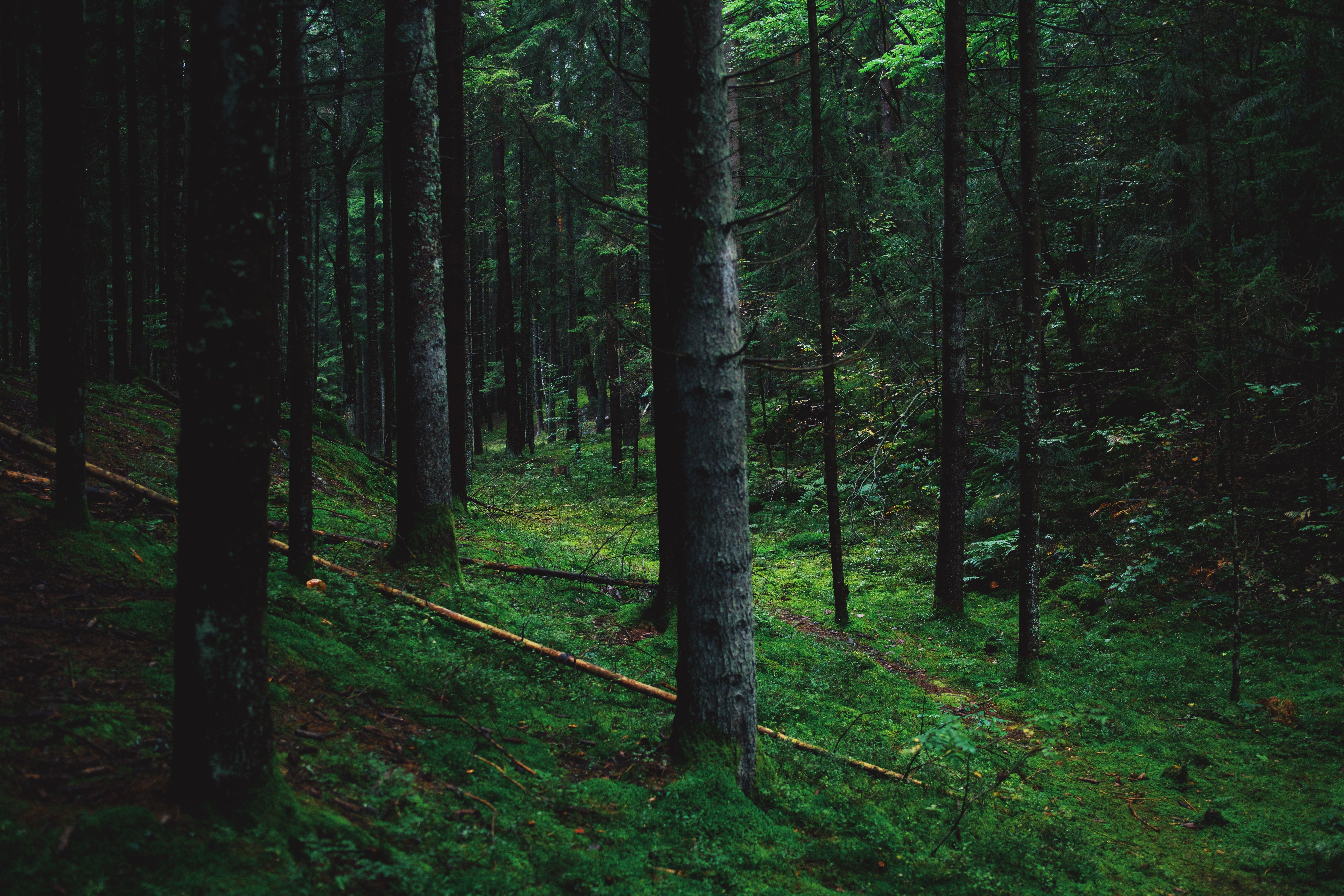 Vélo électrique en forêt