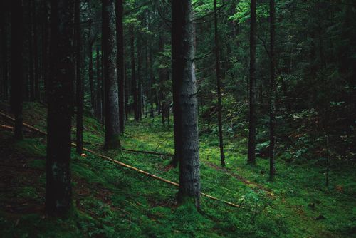 Free A serene view of a dense forest with lush green foliage, perfect for nature lovers. Stock Photo