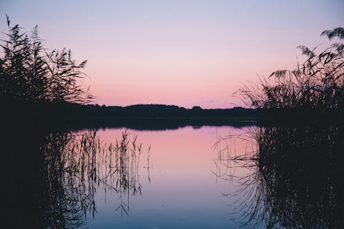 Silhouette of Grass on Body of Water