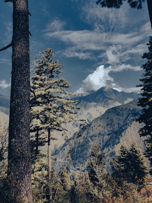 Scenic View of Trees Framing the Mountains