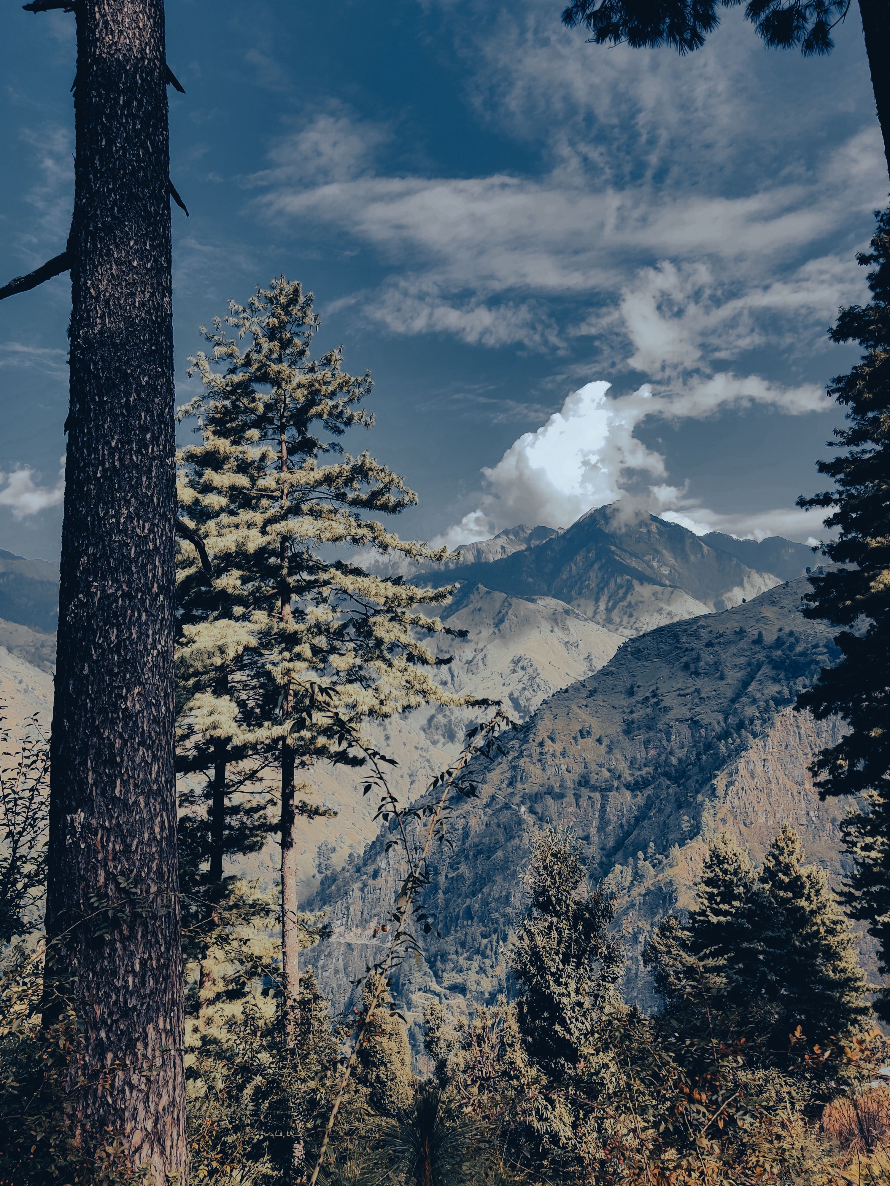Scenic View of Trees Framing the Mountains · Free Stock Photo