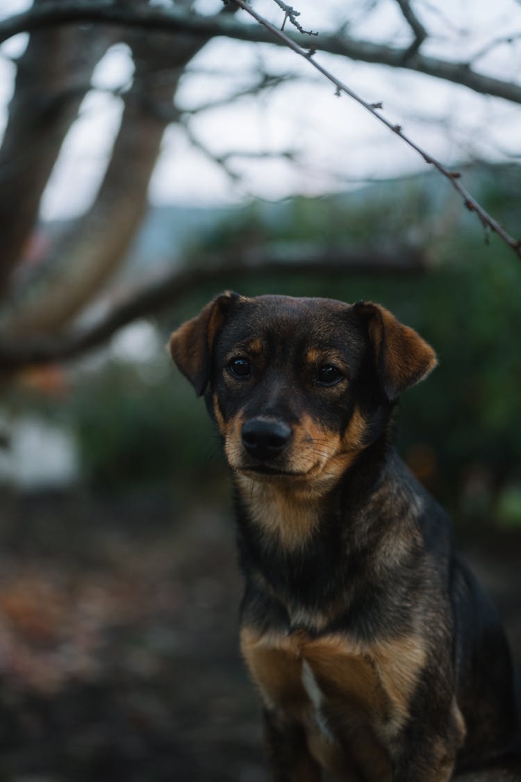 Photo Of A Puppy Sitting Outside 