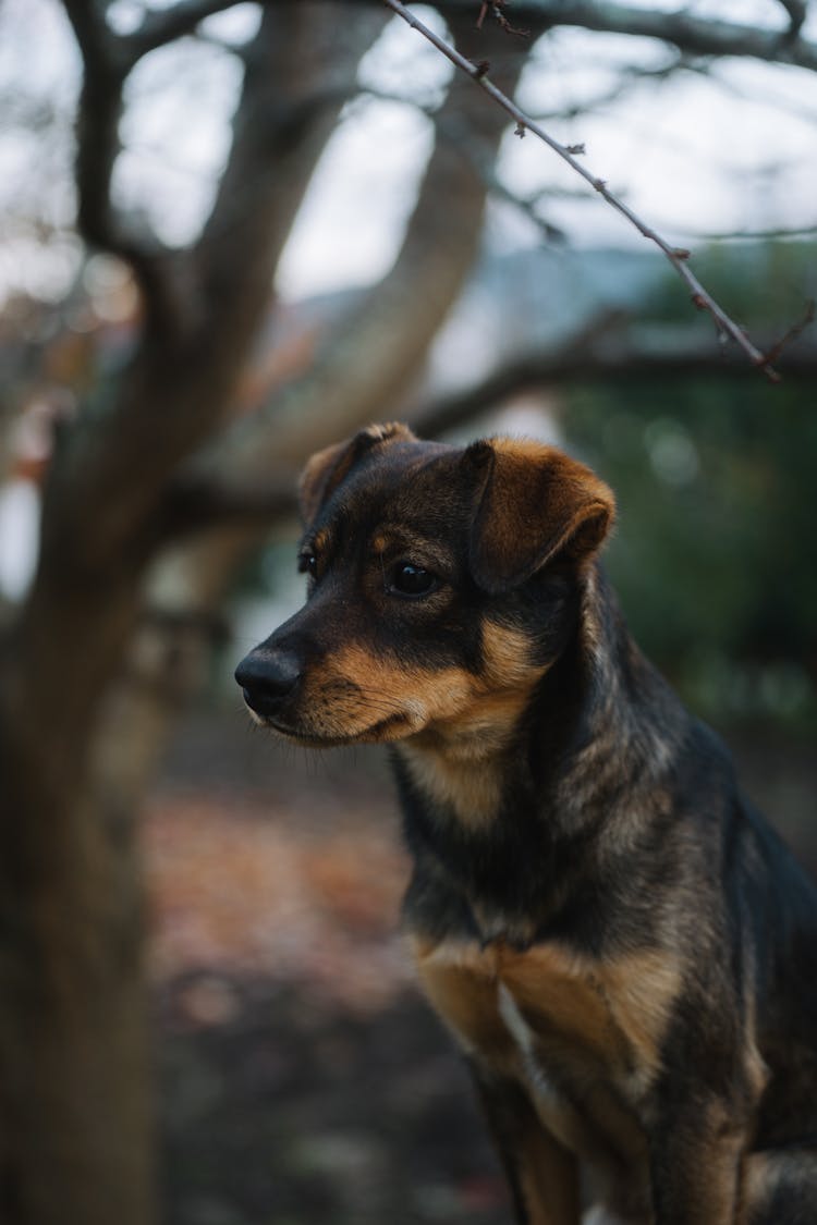 Photo Of A Puppy Sitting Outside 