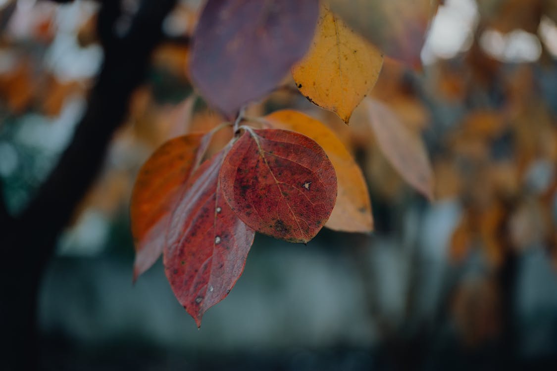 Fotos de stock gratuitas de árbol, belleza natural, caer