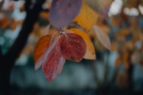 Free A detailed close-up of colorful autumn leaves showcasing fall season beauty. Stock Photo