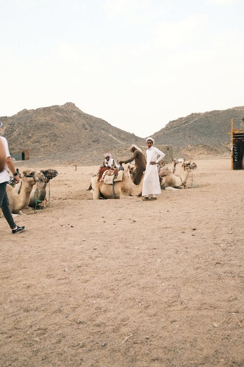 People with Camels on a Desert 