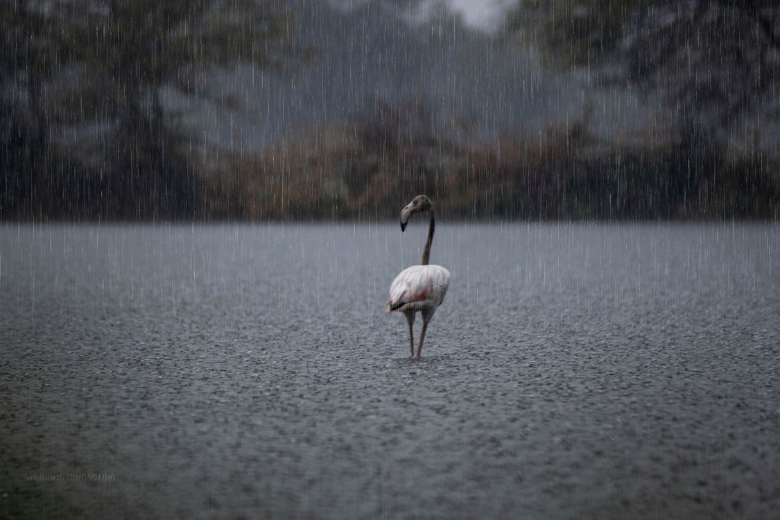 Flamingos Raining flamingo in rain · Free Stock Photo