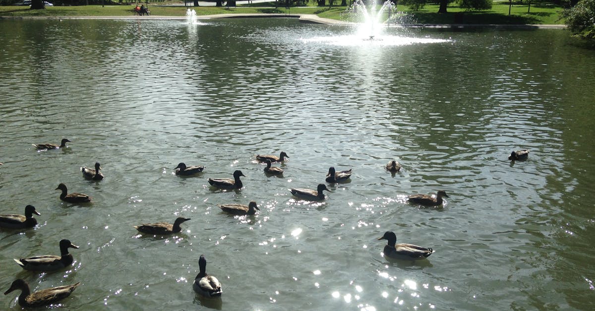 Free stock photo of duck pond, ducks, mallard ducks