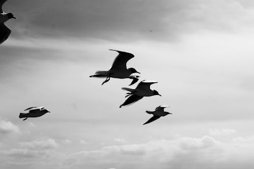 날으는, 동물 사진, 블랙 앤 화이트의 무료 스톡 사진
