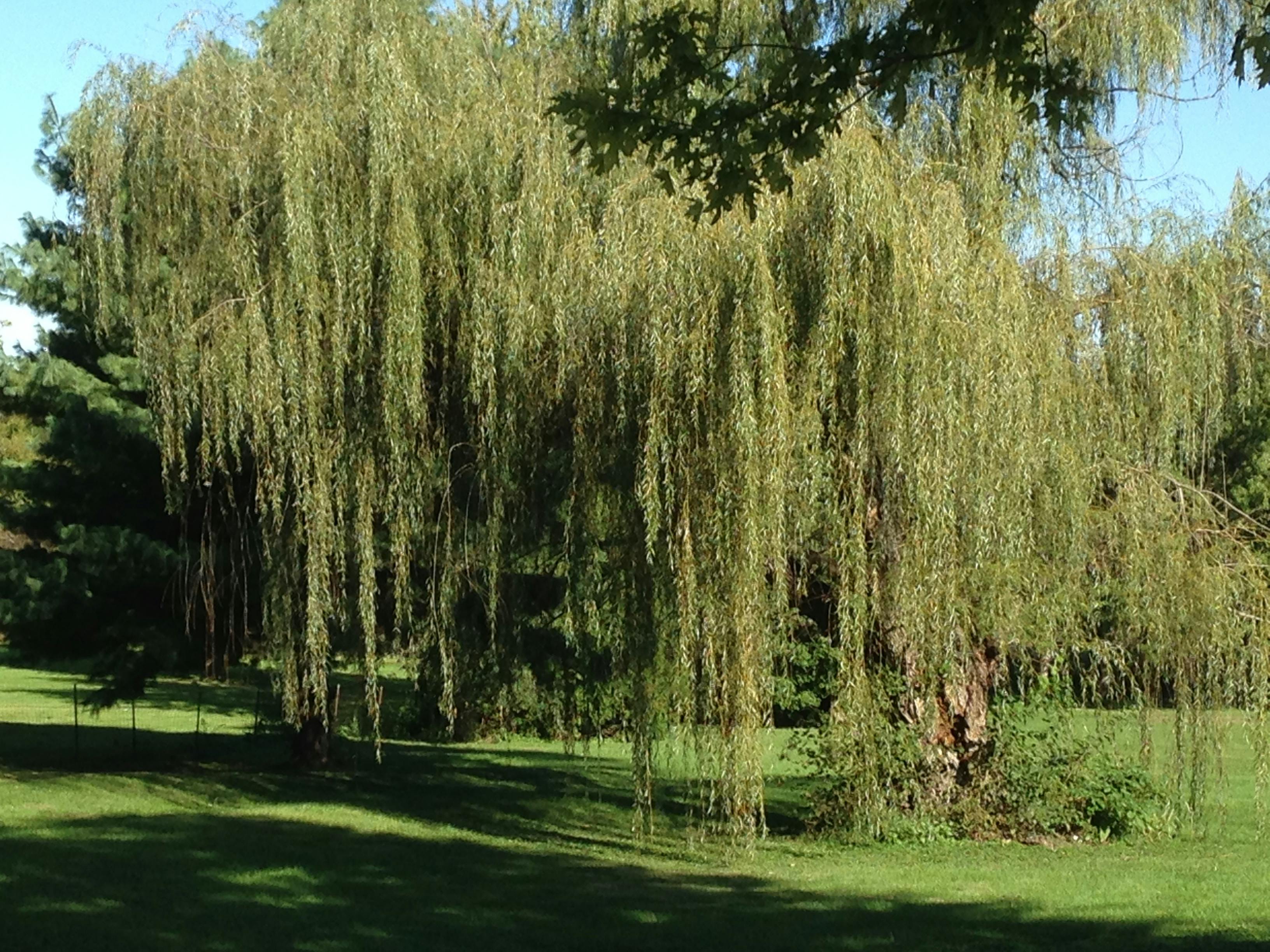 Kostenloses Foto zum Thema baum, trauerweide, trauerweide