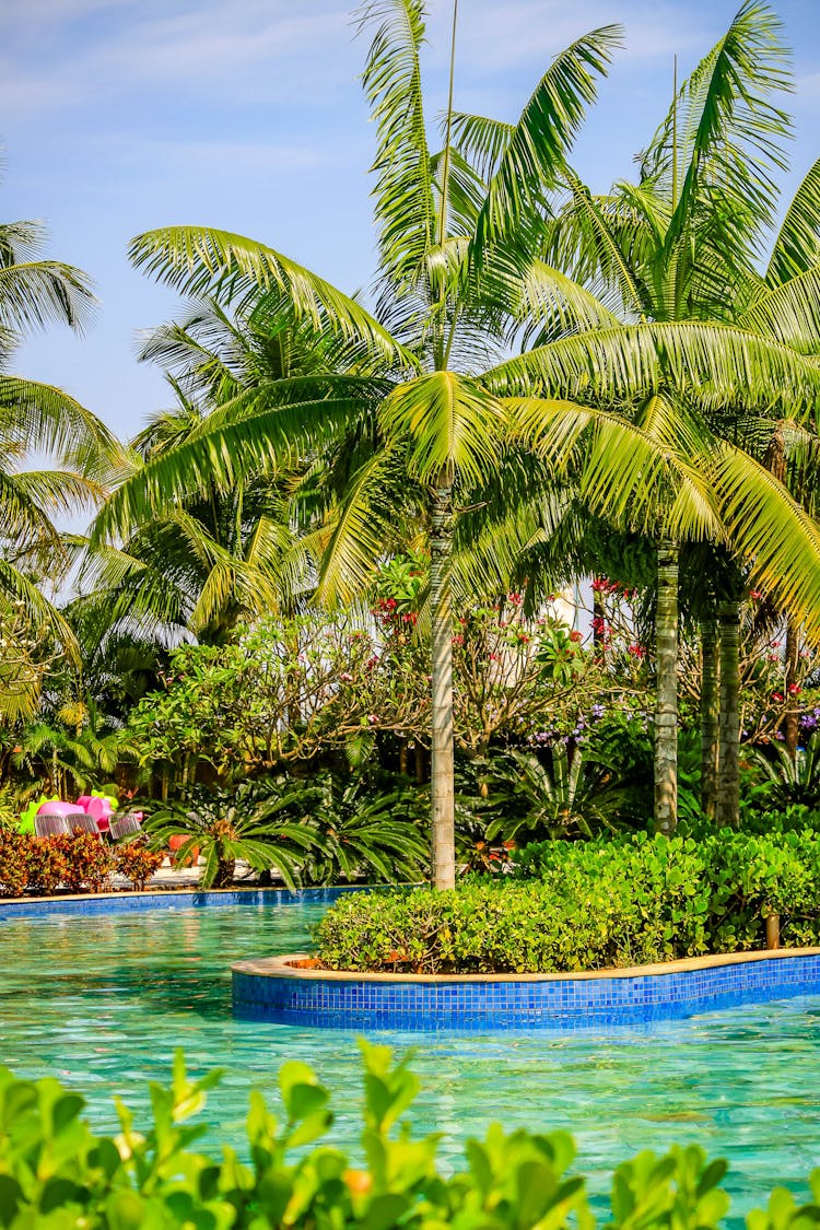 Palm Trees In Exotic Resort