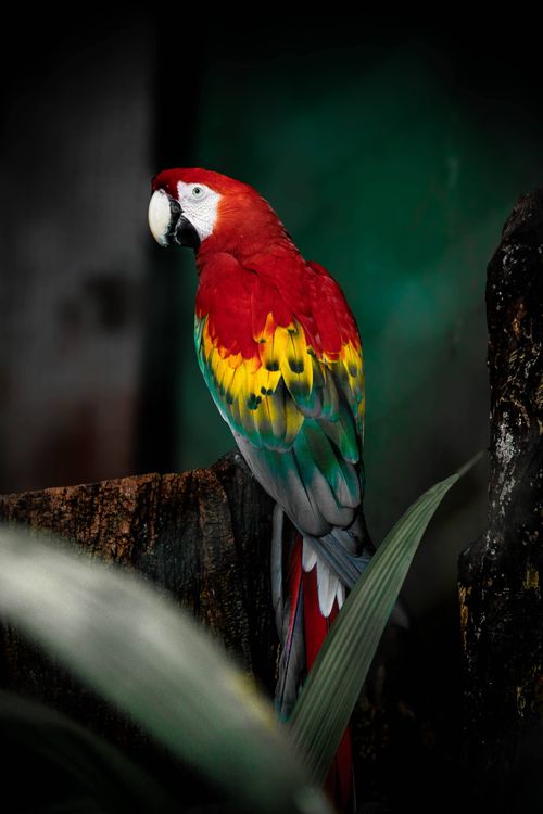 Free Bright scarlet macaw with colorful plumage perched among tropical leaves. Exotic wildlife photography. Stock Photo