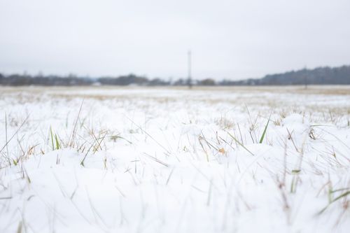 Free A serene winter landscape of a snow-covered grassland in Dorokhovo, Russia. Stock Photo