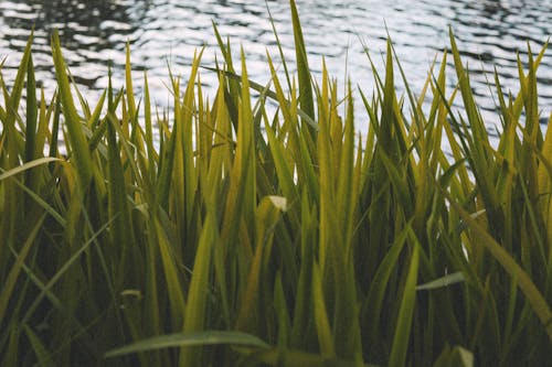 Green Grass beside a Body of Water
