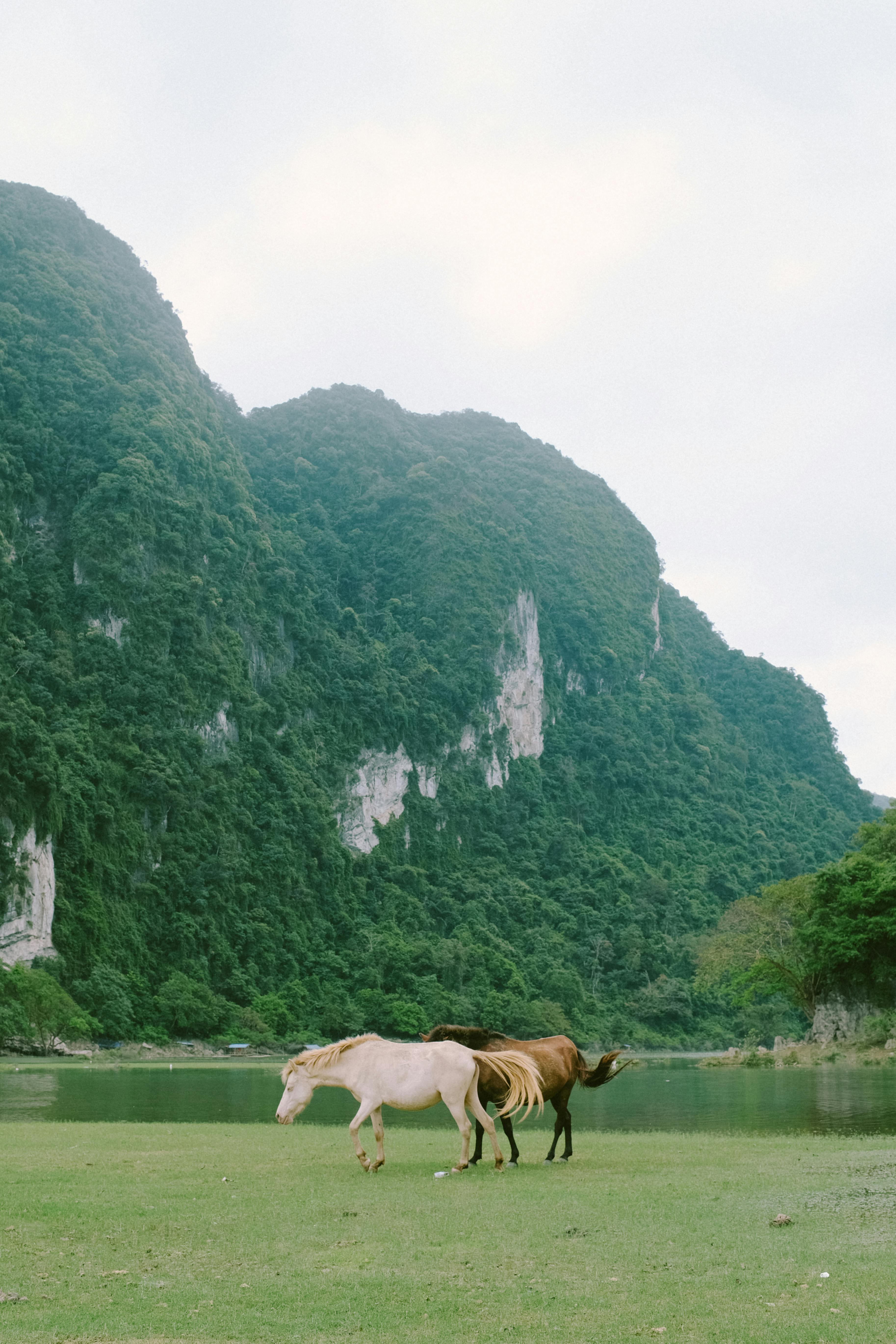 Two horses graze peacefully by a lake surrounded by lush mountains.