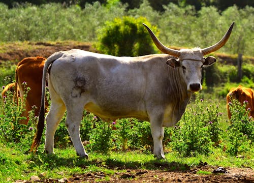 Ilmainen kuvapankkikuva tunnisteilla eläinkuvaus, karja, lehmä