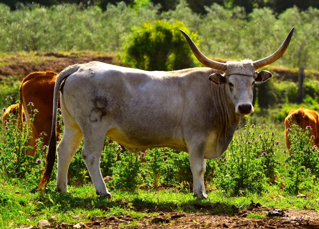 Imagine de stoc gratuită din animale domestice, bovine, coarne