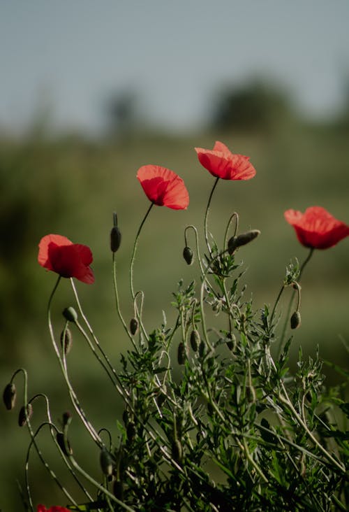 Red Poppies on Meadow 