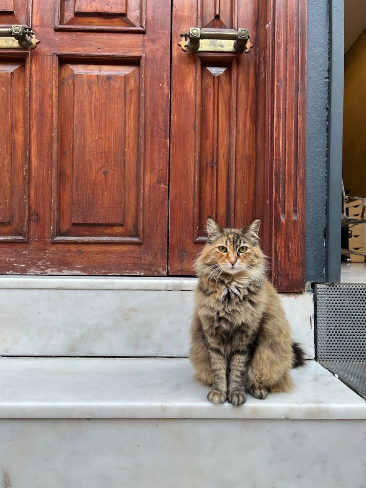 Long Haired Cat Sitting On Steps In Front Of The Door