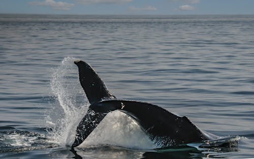動物攝影, 尾巴, 海 的 免费素材图片