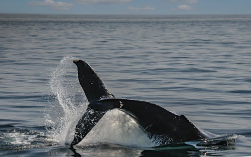 Tail of Whale in Ocean