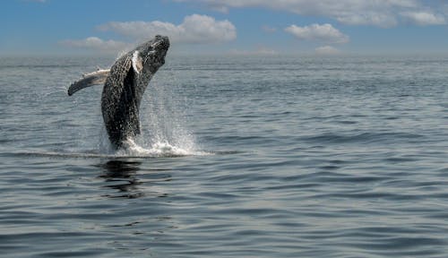 Whale Doing a Backflip Over the Ocean Water