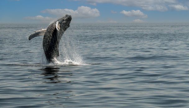 A humpback whale majestically breaches the ocean surface against a serene seascape backdrop.