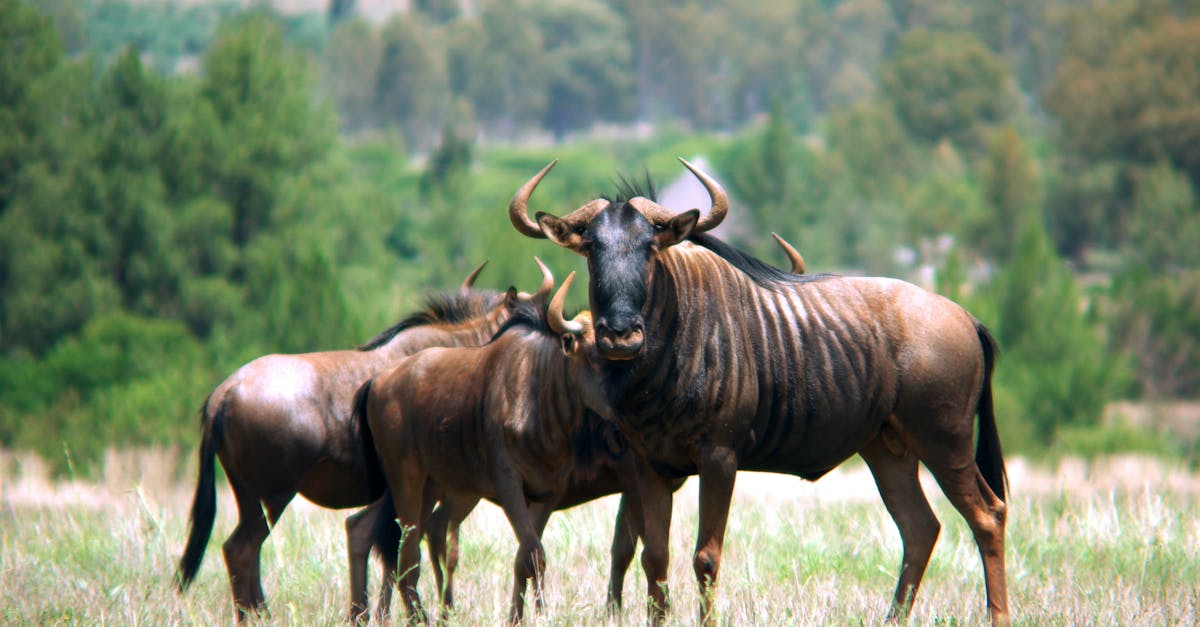 Free stock photo of gnu, herd, mpumalanga