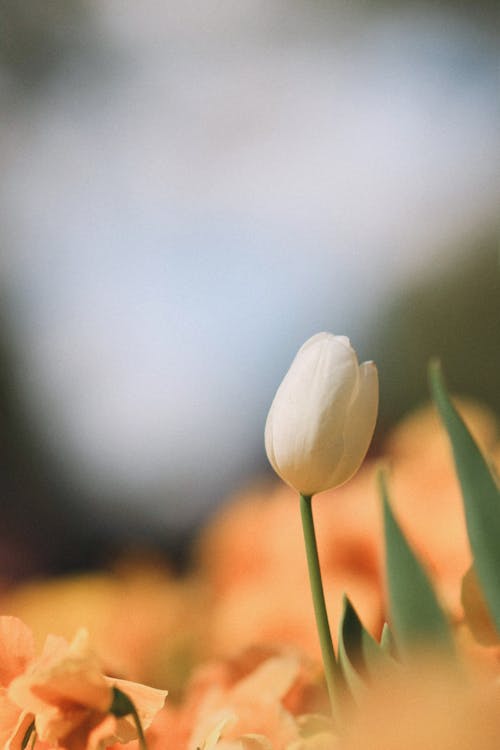 Základová fotografie zdarma na téma jaro, kytka, příroda