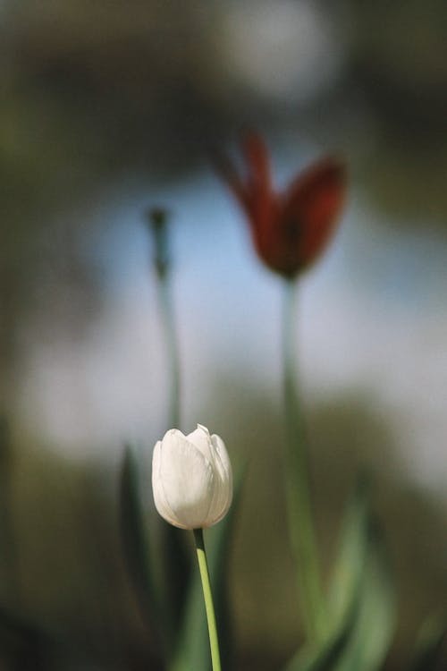 Základová fotografie zdarma na téma jaro, kytka, příroda