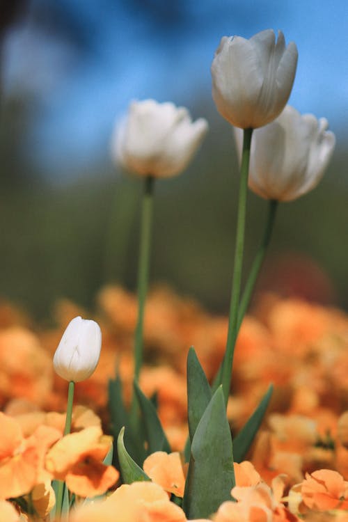 Foto profissional grátis de aumento, flor, jardim