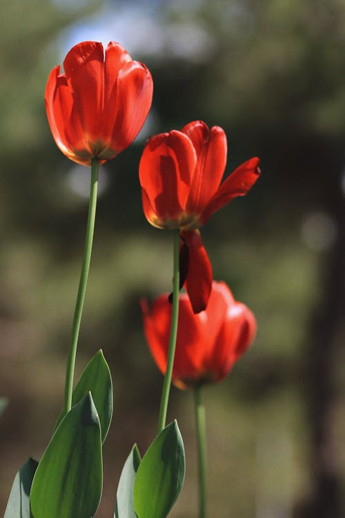 Základová fotografie zdarma na téma jaro, kytka, příroda